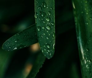 Preview wallpaper grass, drops, macro, wet, green