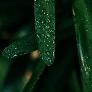 Preview wallpaper grass, drops, macro, wet, green