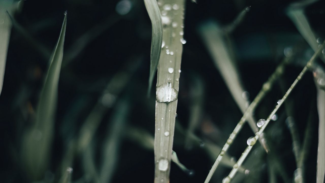 Wallpaper grass, drops, macro, wet