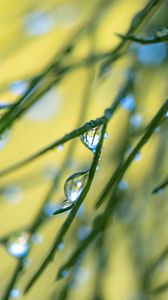 Preview wallpaper grass, drops, macro, blur