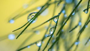 Preview wallpaper grass, drops, macro, blur