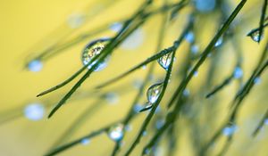 Preview wallpaper grass, drops, macro, blur