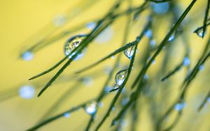 Preview wallpaper grass, drops, macro, blur