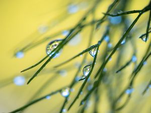 Preview wallpaper grass, drops, macro, blur
