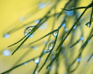 Preview wallpaper grass, drops, macro, blur