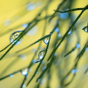 Preview wallpaper grass, drops, macro, blur