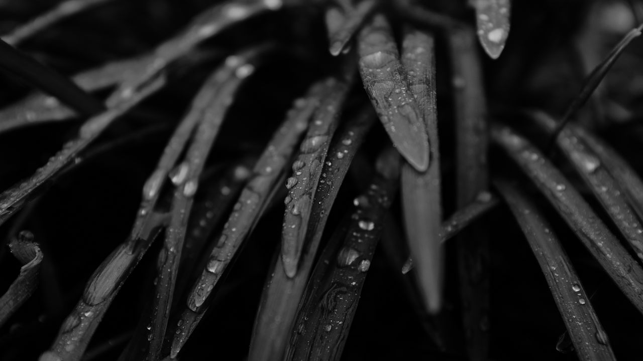Wallpaper grass, drops, rain, black and white, macro