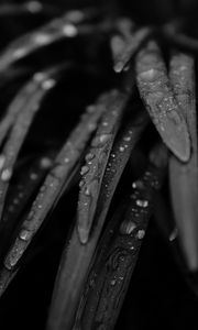 Preview wallpaper grass, drops, rain, black and white, macro