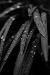 Preview wallpaper grass, drops, rain, black and white, macro