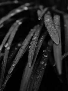 Preview wallpaper grass, drops, rain, black and white, macro