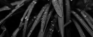 Preview wallpaper grass, drops, rain, black and white, macro