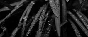 Preview wallpaper grass, drops, rain, black and white, macro