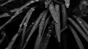 Preview wallpaper grass, drops, rain, black and white, macro