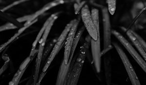 Preview wallpaper grass, drops, rain, black and white, macro