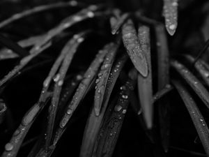 Preview wallpaper grass, drops, rain, black and white, macro