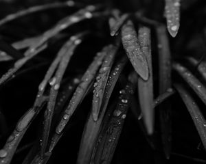 Preview wallpaper grass, drops, rain, black and white, macro