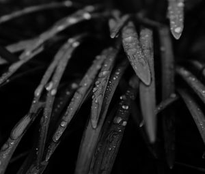 Preview wallpaper grass, drops, rain, black and white, macro