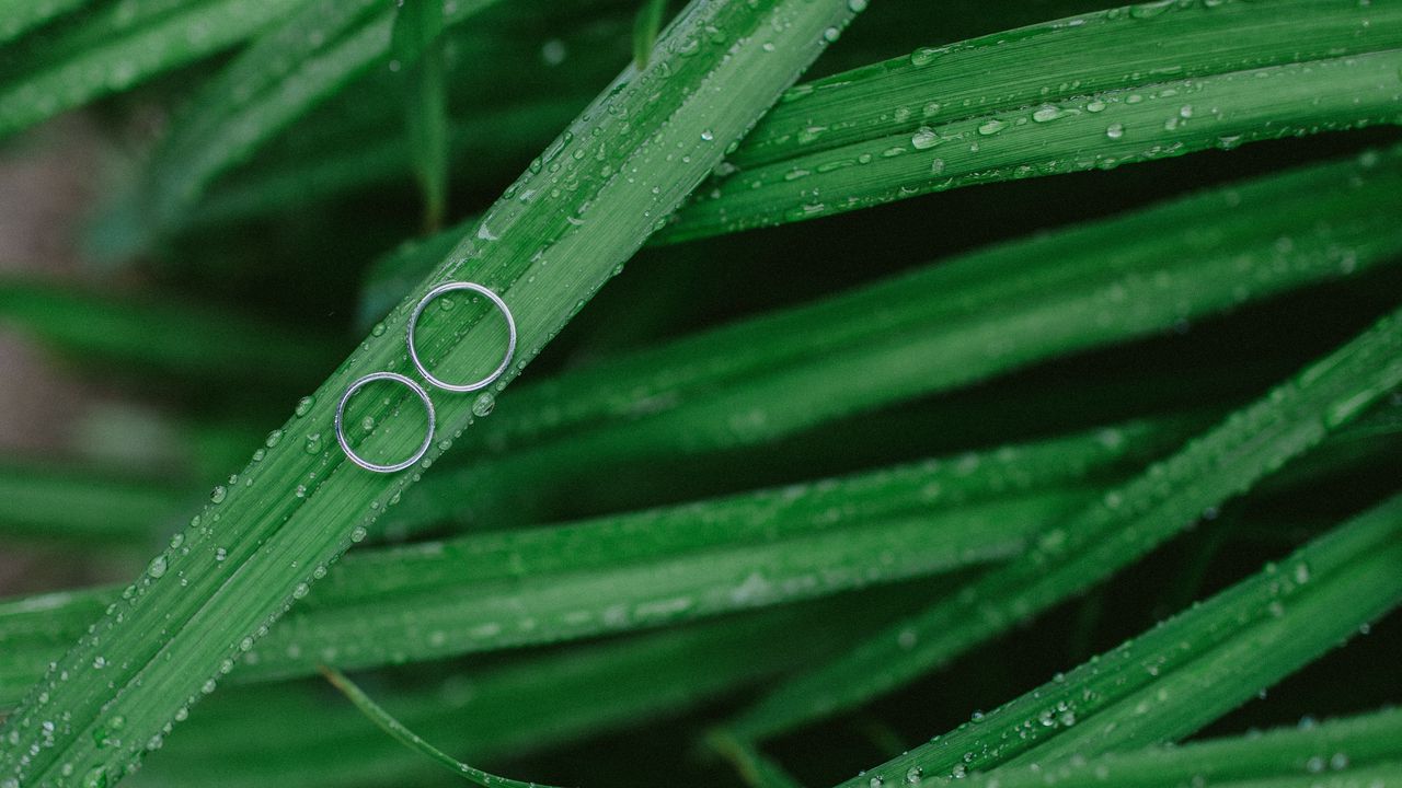 Wallpaper grass, drops, rings