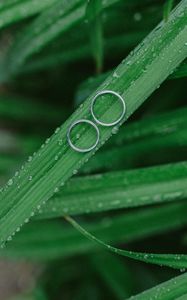 Preview wallpaper grass, drops, rings