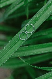 Preview wallpaper grass, drops, rings