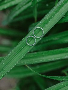 Preview wallpaper grass, drops, rings