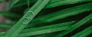 Preview wallpaper grass, drops, rings