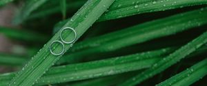 Preview wallpaper grass, drops, rings