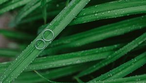 Preview wallpaper grass, drops, rings