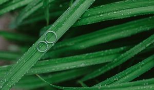 Preview wallpaper grass, drops, rings