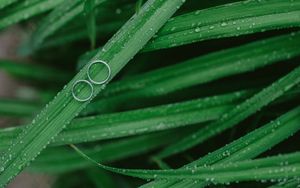 Preview wallpaper grass, drops, rings