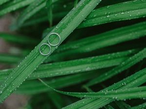 Preview wallpaper grass, drops, rings