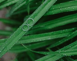 Preview wallpaper grass, drops, rings