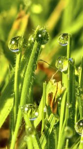 Preview wallpaper grass, drops, water, green, macro, glare