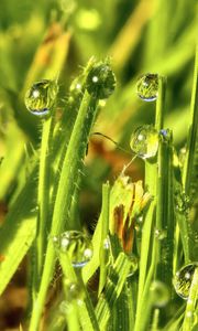 Preview wallpaper grass, drops, water, green, macro, glare