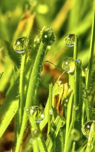 Preview wallpaper grass, drops, water, green, macro, glare