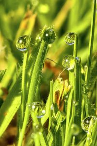 Preview wallpaper grass, drops, water, green, macro, glare