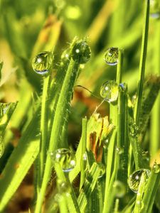 Preview wallpaper grass, drops, water, green, macro, glare