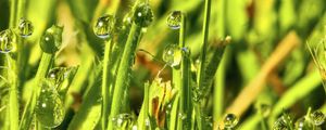 Preview wallpaper grass, drops, water, green, macro, glare