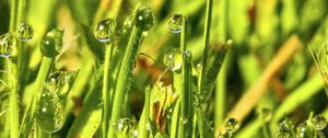 Preview wallpaper grass, drops, water, green, macro, glare