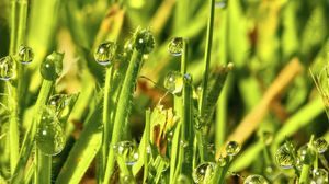 Preview wallpaper grass, drops, water, green, macro, glare