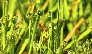 Preview wallpaper grass, drops, water, green, macro, glare