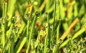 Preview wallpaper grass, drops, water, green, macro, glare