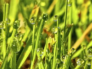 Preview wallpaper grass, drops, water, green, macro, glare