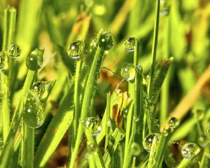 Preview wallpaper grass, drops, water, green, macro, glare