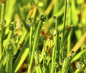 Preview wallpaper grass, drops, water, green, macro, glare