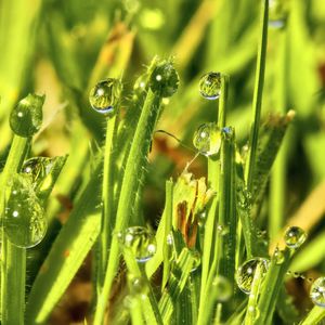 Preview wallpaper grass, drops, water, green, macro, glare