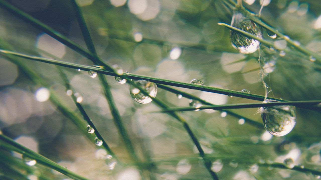 Wallpaper grass, drops, water, dew, moisture, macro, blur, green