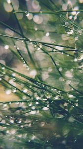 Preview wallpaper grass, drops, water, dew, moisture, macro, blur, green