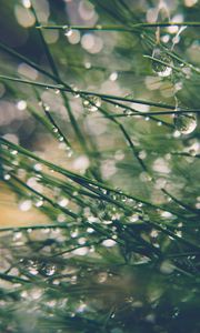 Preview wallpaper grass, drops, water, dew, moisture, macro, blur, green