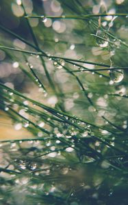 Preview wallpaper grass, drops, water, dew, moisture, macro, blur, green